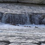 Riproduzione lungo le rive del Tanaro